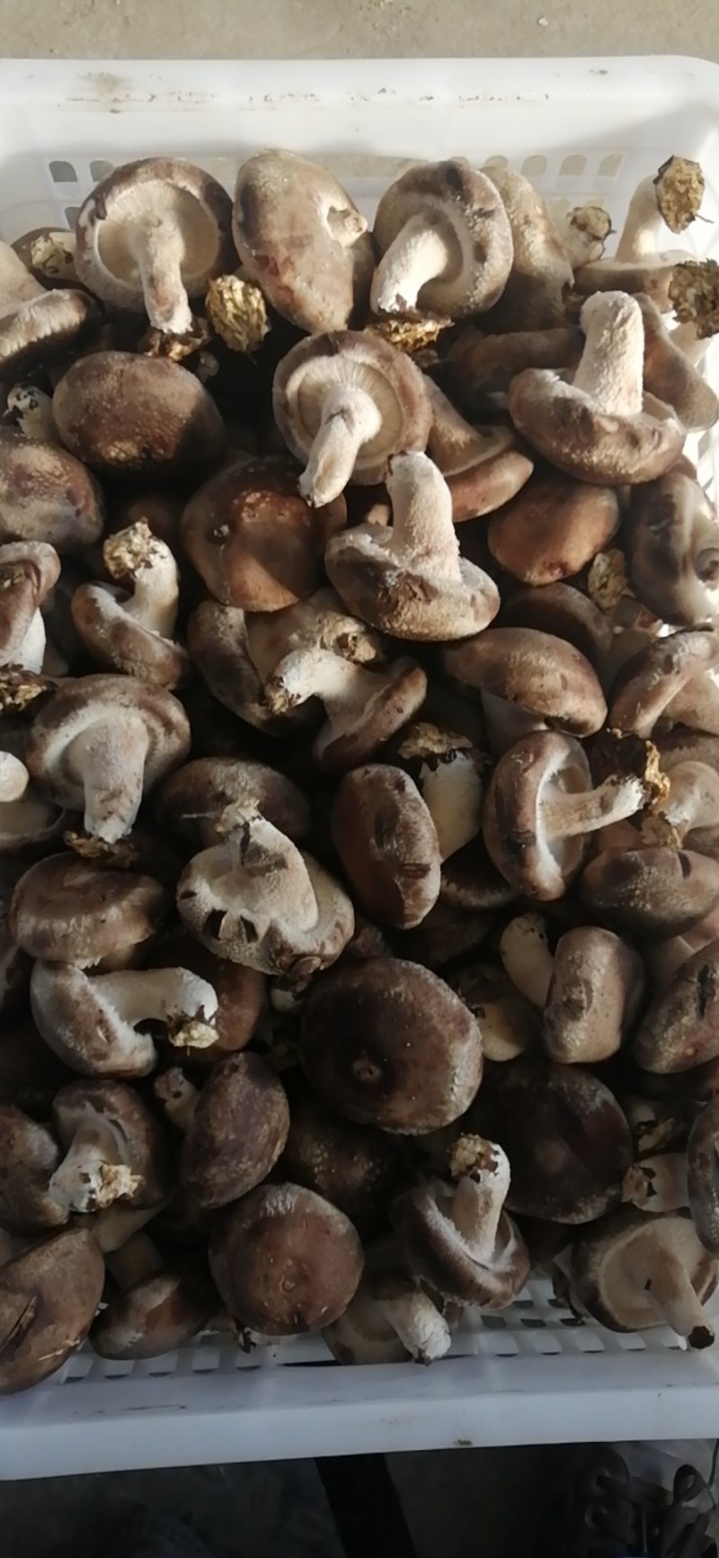 冬菇，水菇808香菇，大量供应