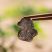 产地货源云南特产干野生黑松露片菌猪拱