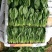 精品菠菜大量供货中一级货源诚信经营代发全国