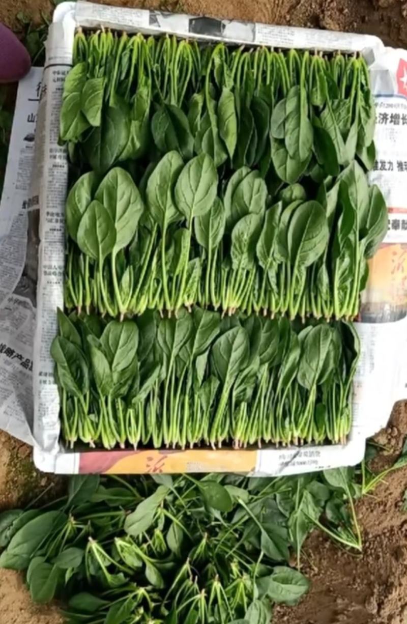 精品菠菜大量供货中一级货源诚信经营代发全国