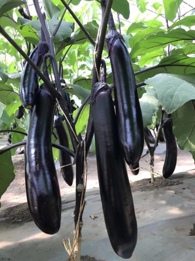茄子种子中熟紫黑色光泽好蔬菜种子高产抗病耐运输耐储存包邮