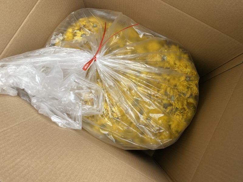 金丝黄菊，大批量生产山东日照