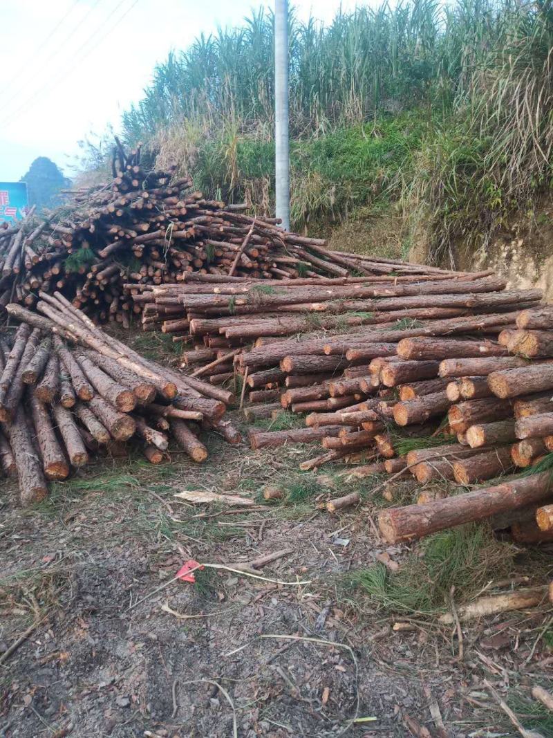 大量湿地松木桩，本地松木桩，批发欢迎新老客洽谈预定