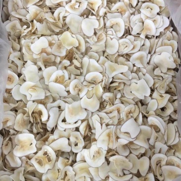 海底椰片泰国海底椰片无硫煲汤靓料大量现货批发