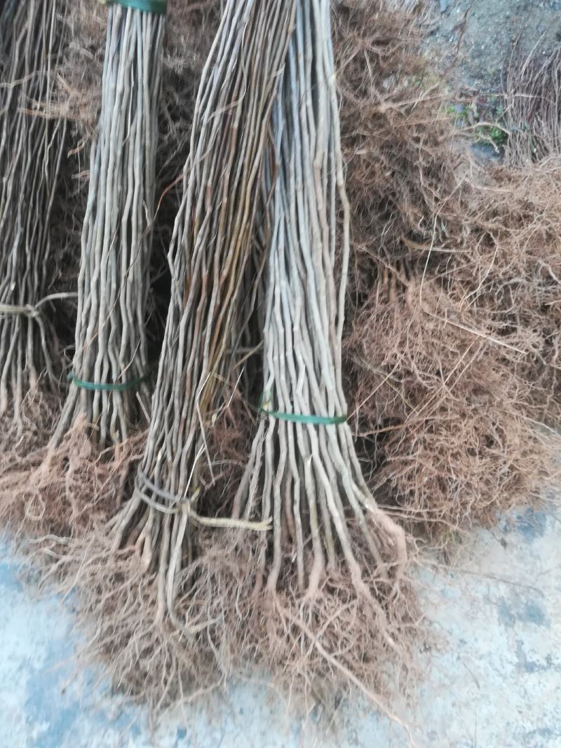 中药材杜仲苗一年，两年苗长势良好，价钱优惠小批量大货都有