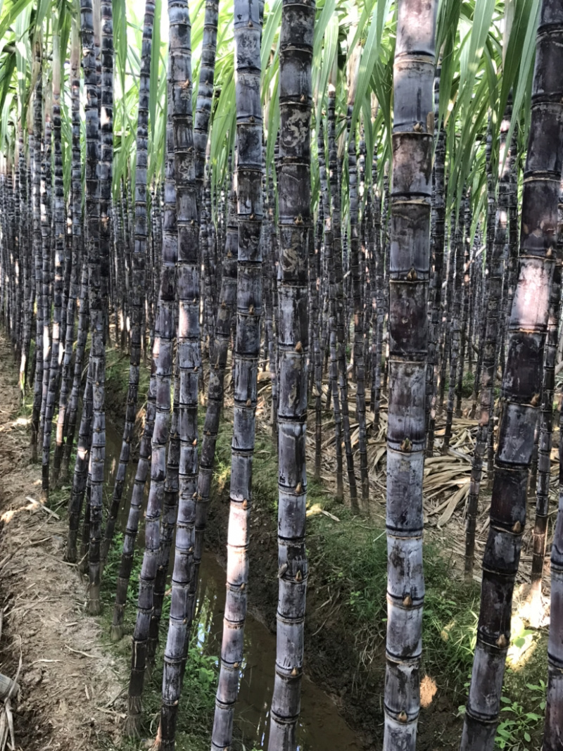 黑皮廿庶