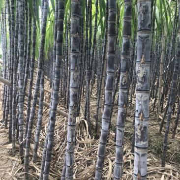 黑皮廿庶