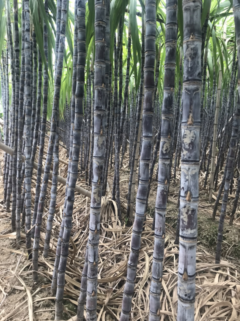 黑皮廿庶