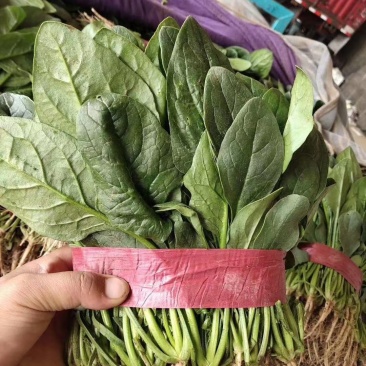 精品菠菜25-30欢迎各地老板实地考察