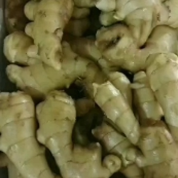 大黄姜，货源充足，保质保量，合作共赢，什么价位的都有