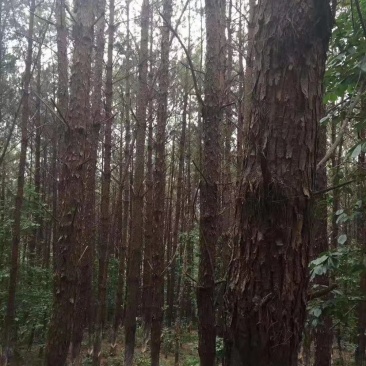 大量湿地松木桩，本地松木桩，批发欢迎新老客洽谈预定