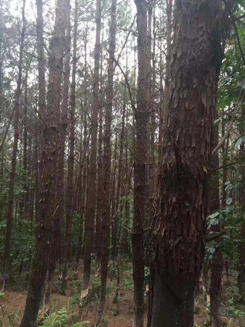 大量湿地松木桩，本地松木桩，批发欢迎新老客洽谈预定
