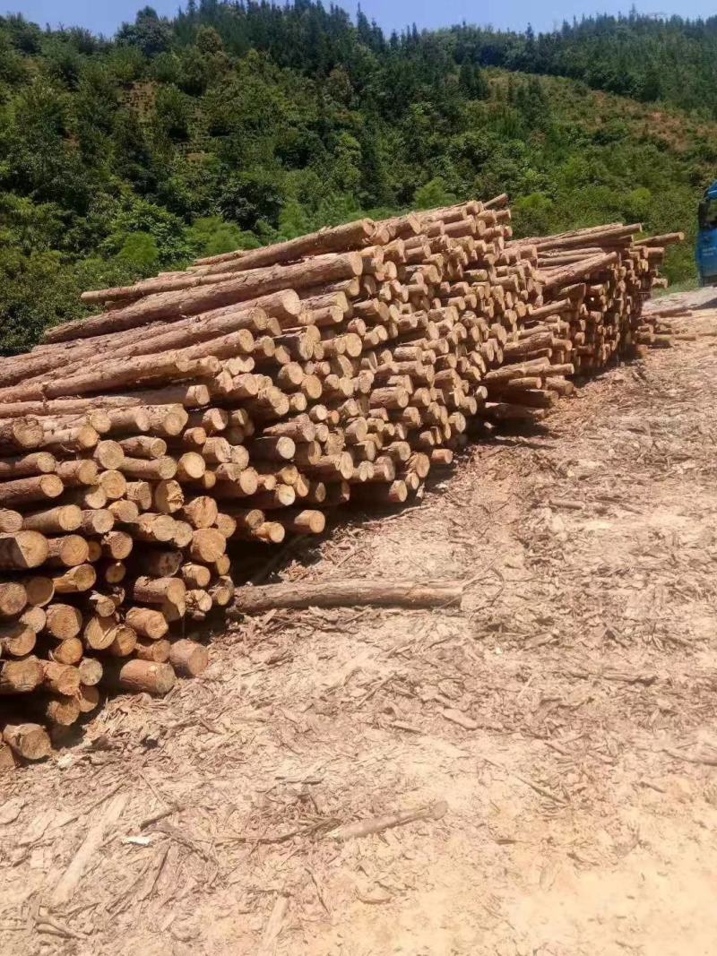大量湿地松木桩，本地松木桩，批发欢迎新老客洽谈预定