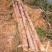 大量湿地松木桩，本地松木桩，批发欢迎新老客洽谈预定