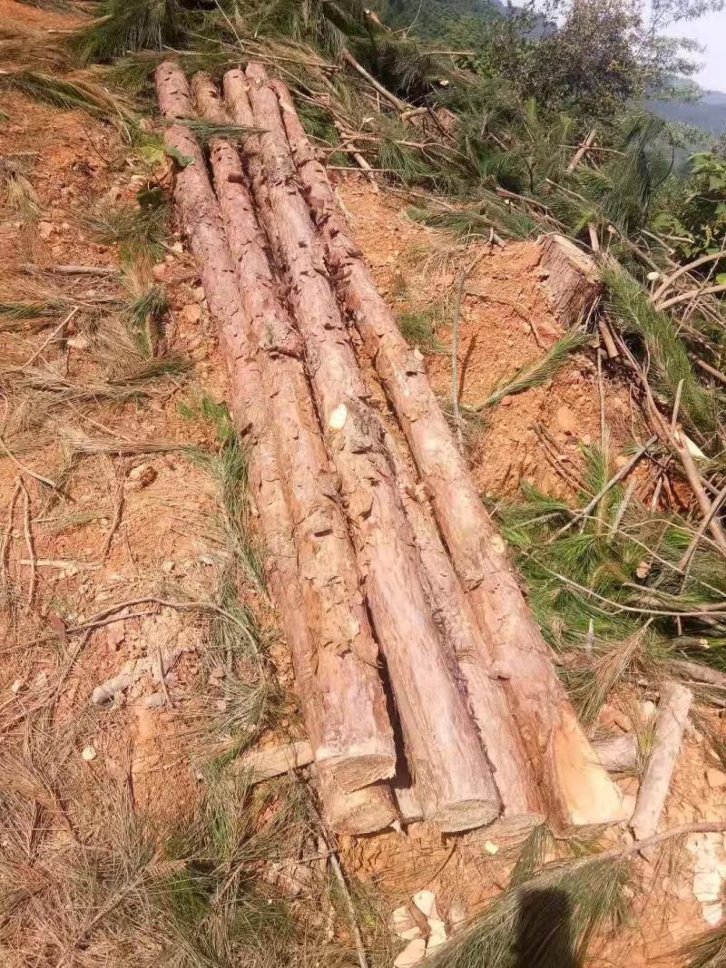 大量湿地松木桩，本地松木桩，批发欢迎新老客洽谈预定