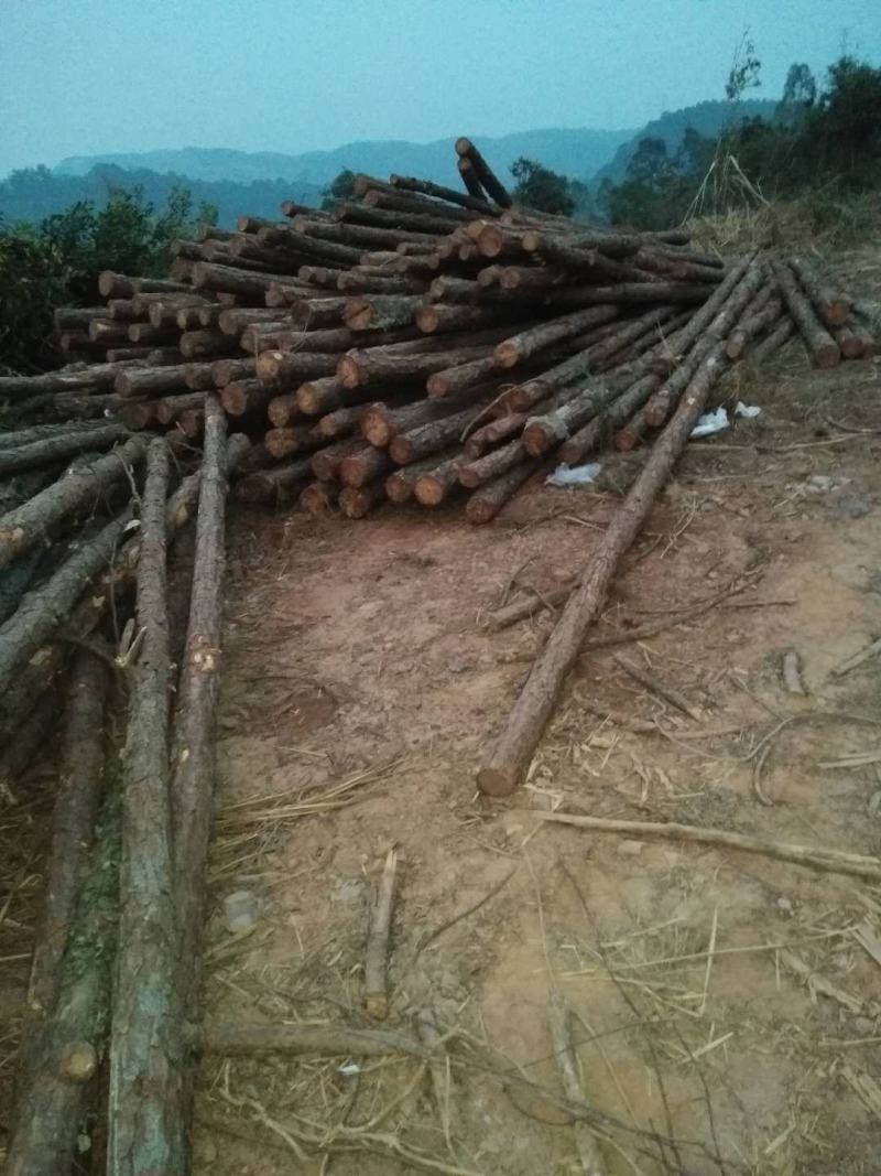 大量湿地松木桩，本地松木桩，批发欢迎新老客洽谈预定