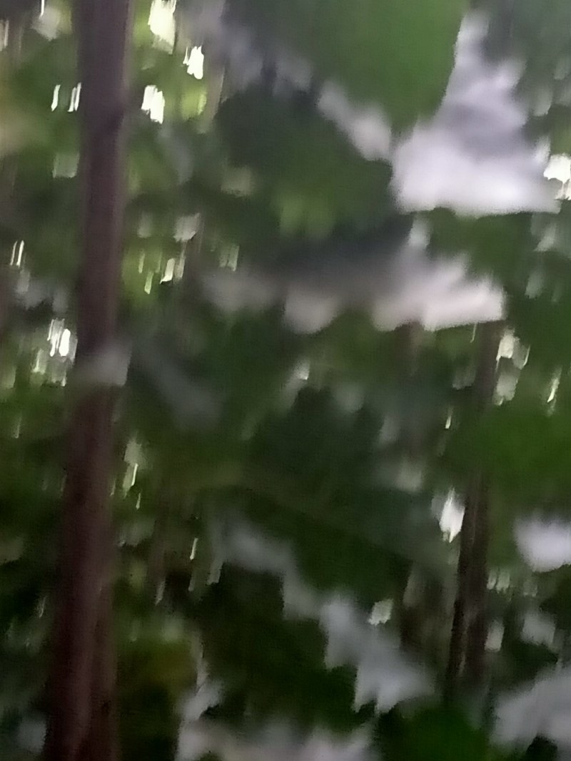 杨树苗临清康庄优质树苗。根细好，没病害