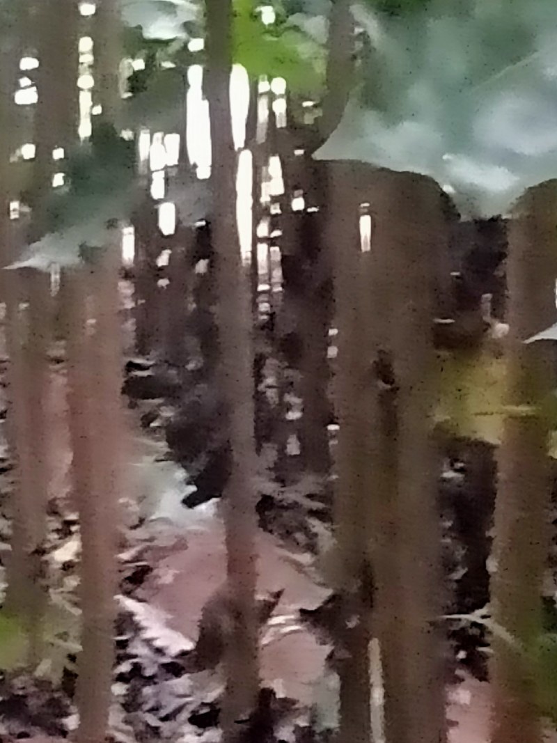 杨树苗临清康庄优质树苗。根细好，没病害