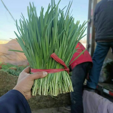 唐山冬季韭菜大量上市
