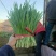 唐山冬季韭菜大量上市
