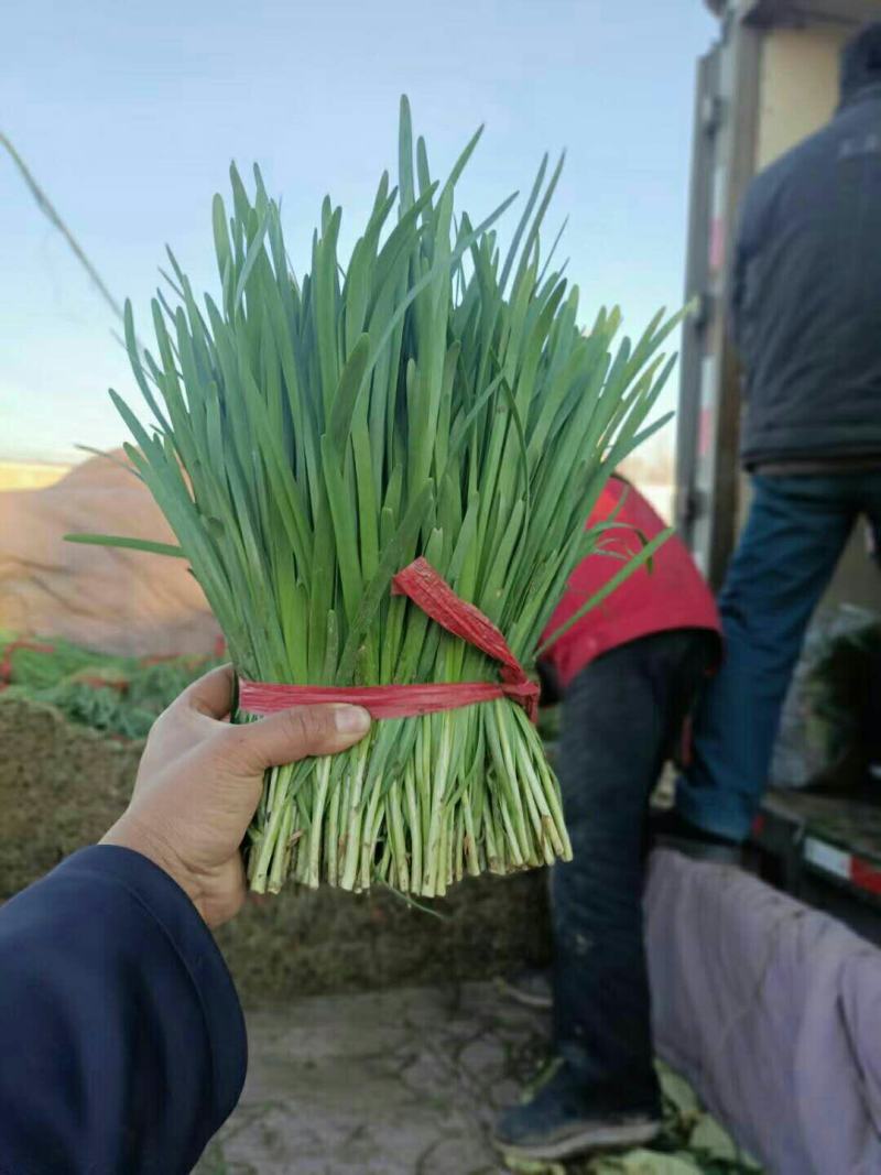 唐山冬季韭菜大量上市