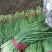 唐山冬季韭菜大量上市