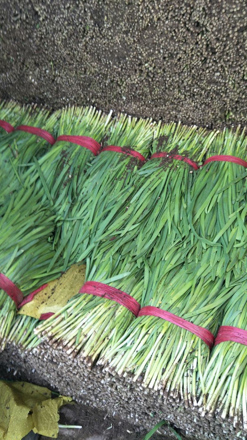 唐山冬季韭菜大量上市
