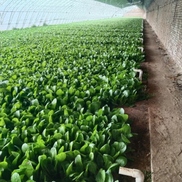 大量小白菜上市，欢迎新老客户采购