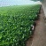 大量小白菜上市，欢迎新老客户采购