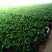 大量小白菜上市，欢迎新老客户采购