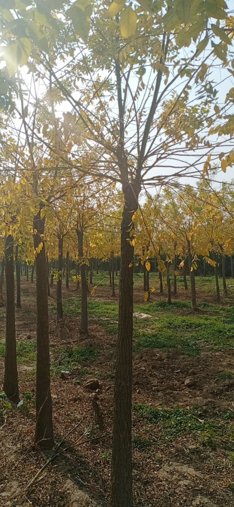 金枝槐，规格6公分至15公分高接矮接量大