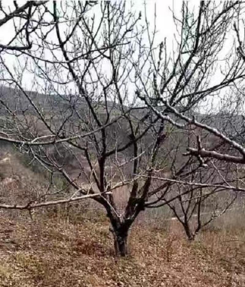 杏树，山杏，10到35各种规格绿化景观苗木