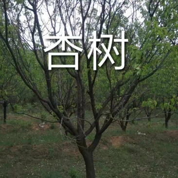 杏树，山杏，10到35各种规格绿化景观苗木