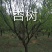 杏树，山杏，10到35各种规格绿化景观苗木