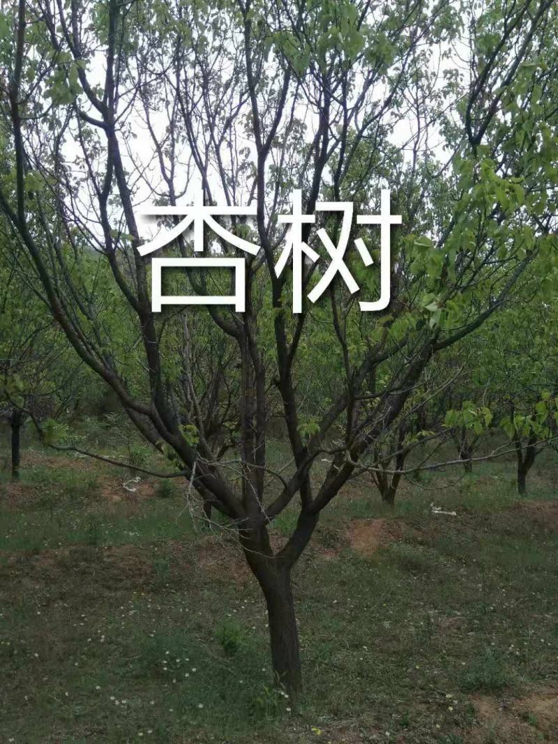 杏树，山杏，10到35各种规格绿化景观苗木