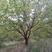 杏树，山杏，10到35各种规格绿化景观苗木