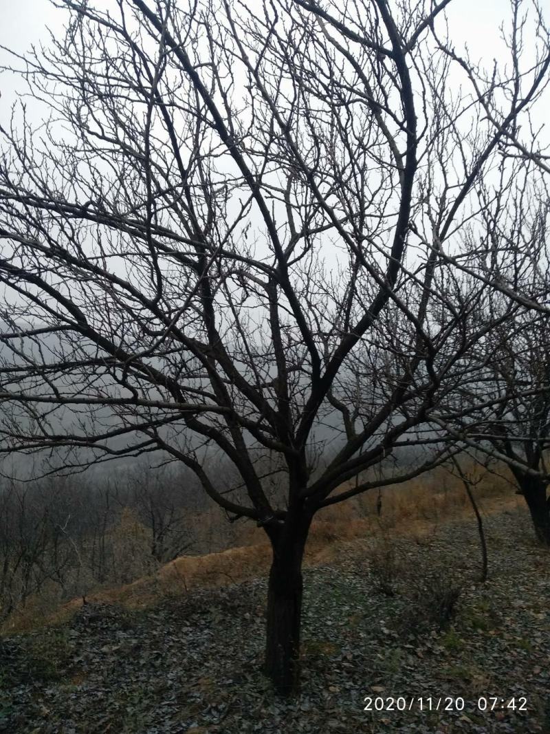 杏树，山杏，10到35各种规格绿化景观苗木