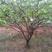 杏树，山杏，10到35各种规格绿化景观苗木