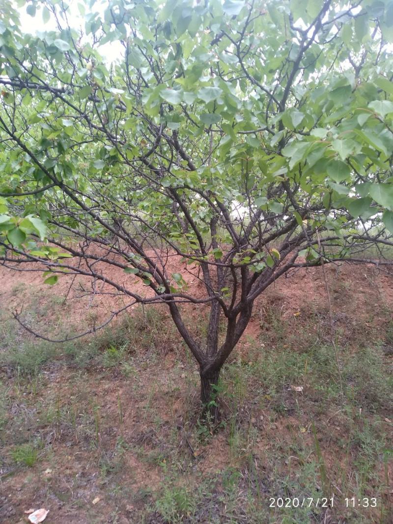 杏树，山杏，10到35各种规格绿化景观苗木