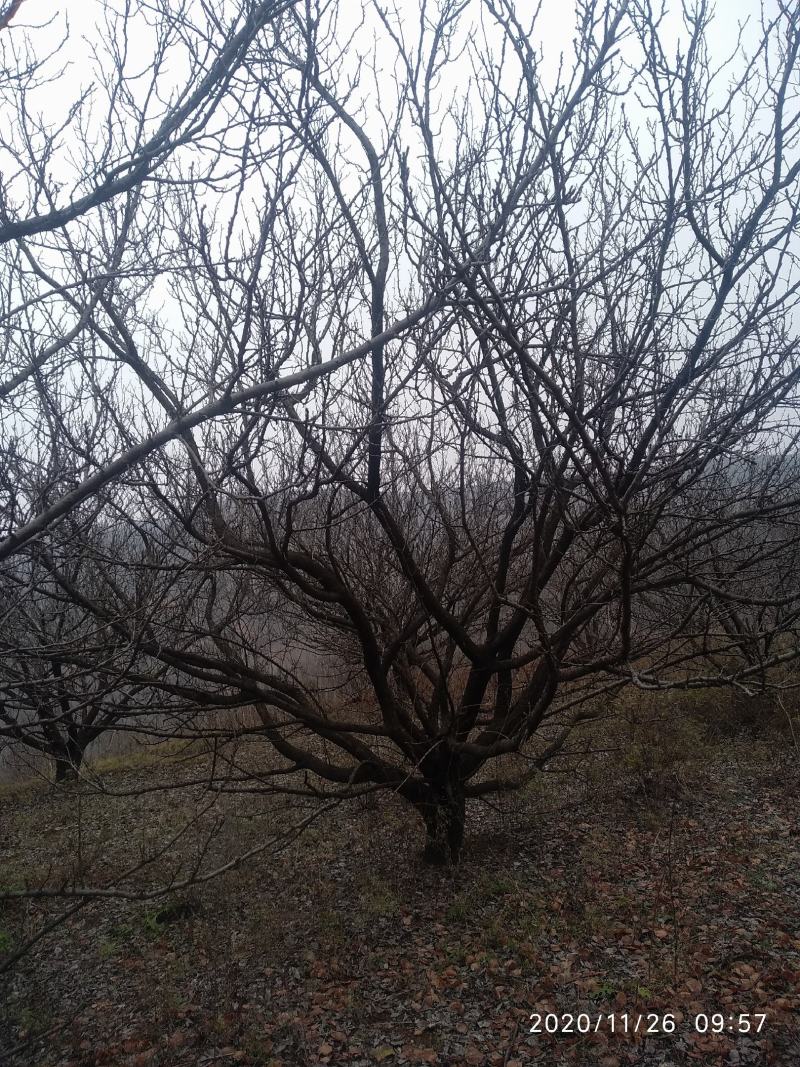 杏树，山杏，10到35各种规格绿化景观苗木