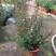 松红梅盆栽好养易活一树多色四季盆栽耐寒耐热植物室内外庭院