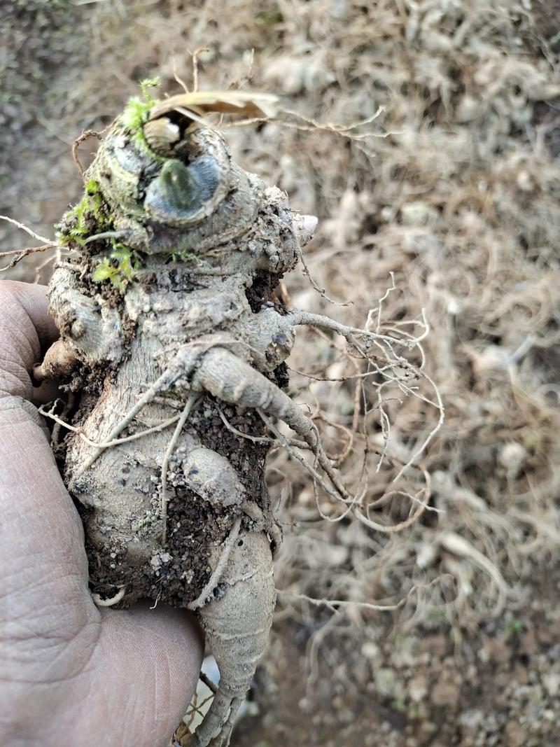 竹节参大块茎