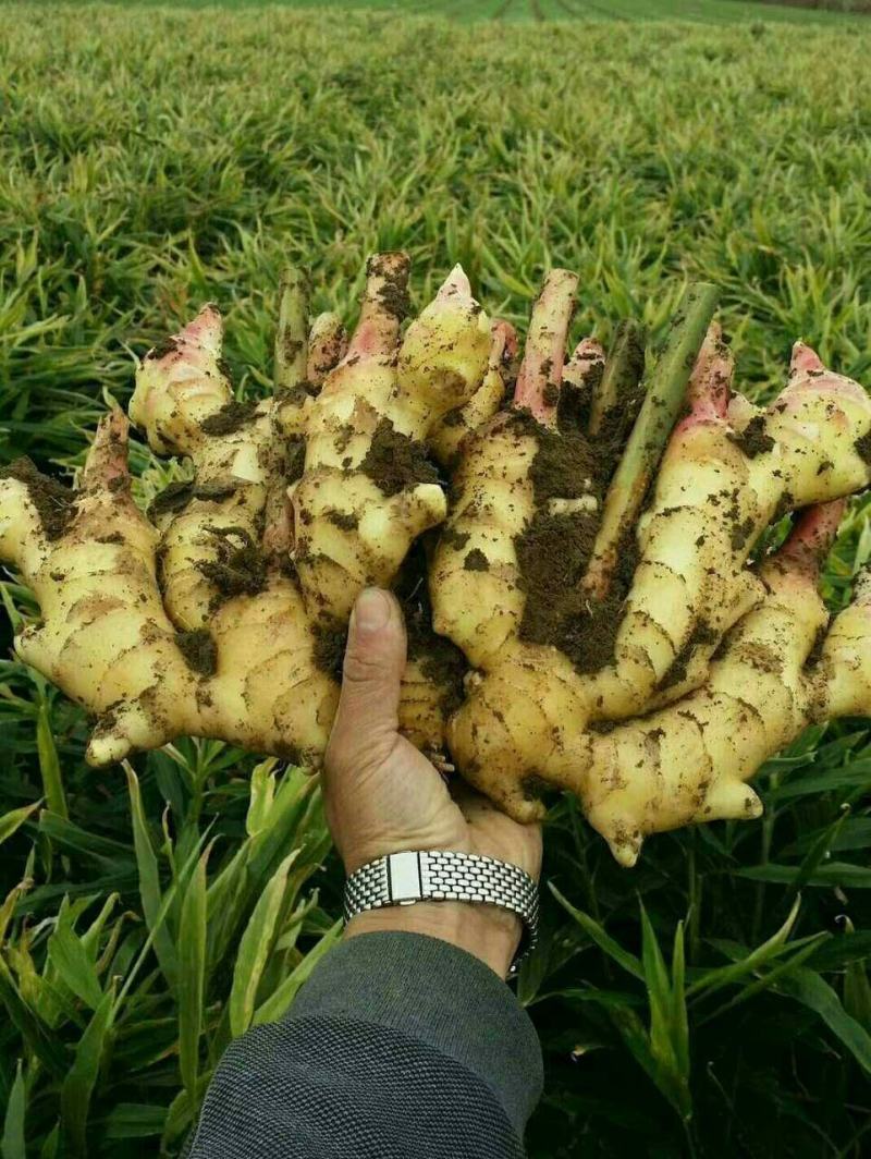 河南优质大黄姜【产地直发】【价格便宜】【坏烂包赔】
