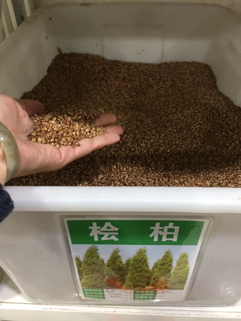 柏树种子塔柏侧柏桧柏龙柏松柏种子
