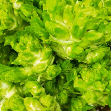 儿菜！儿菜！大量上市！！！棒菜！！！！榨菜！！！！！
