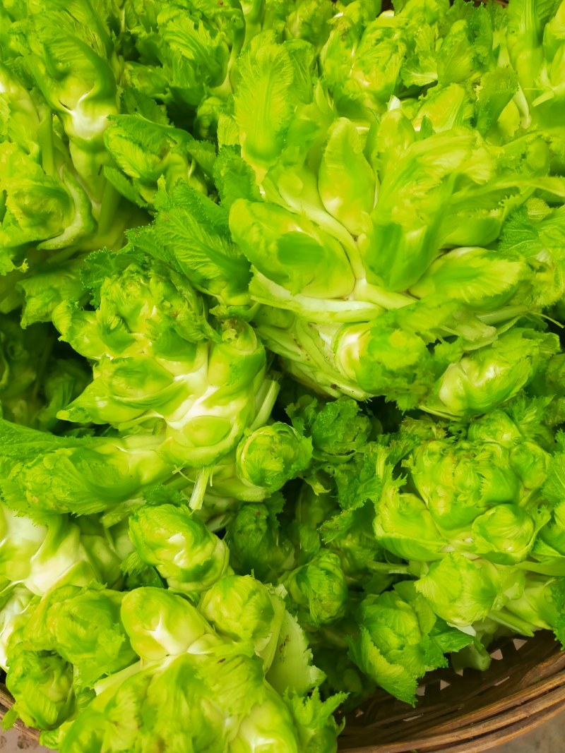儿菜！儿菜！大量上市！！！棒菜！！！！榨菜！！！！！