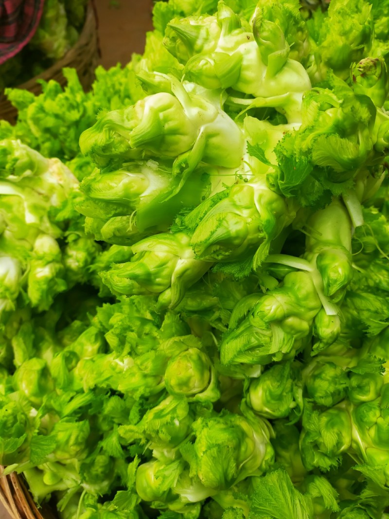儿菜！儿菜！大量上市！！！棒菜！！！！榨菜！！！！！