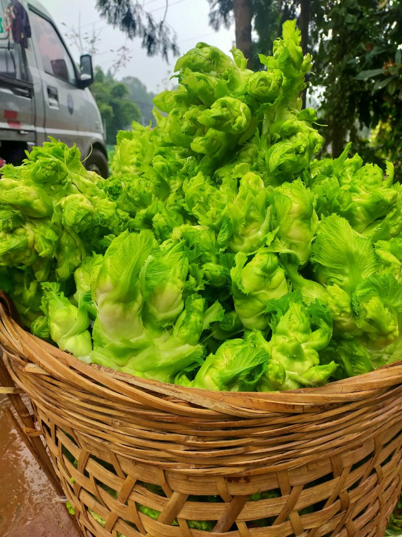 儿菜！儿菜！大量上市！！！棒菜！！！！榨菜！！！！！