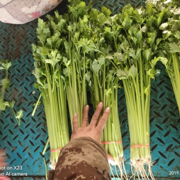 山芹~小芹菜，量大质优，实力代收~聊城小芹菜种植区~原产