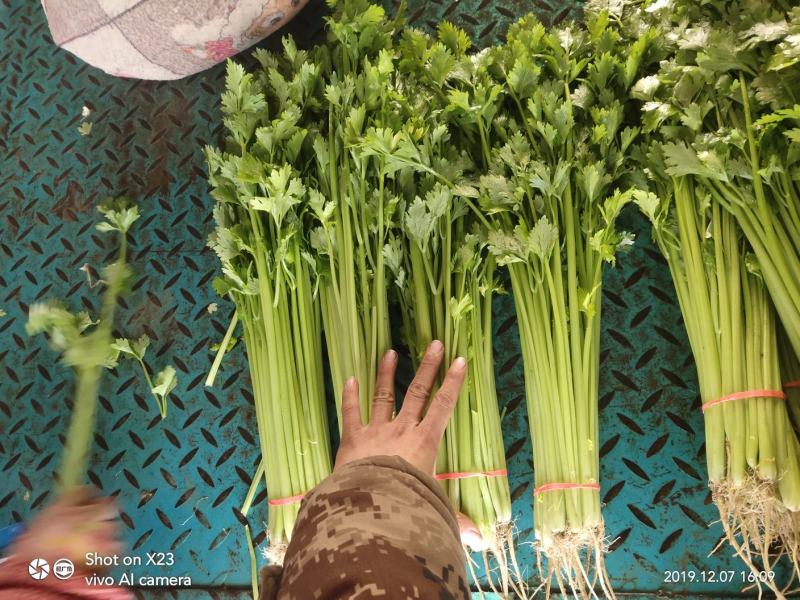 山芹~小芹菜，量大质优，实力代收~聊城小芹菜种植区~原产